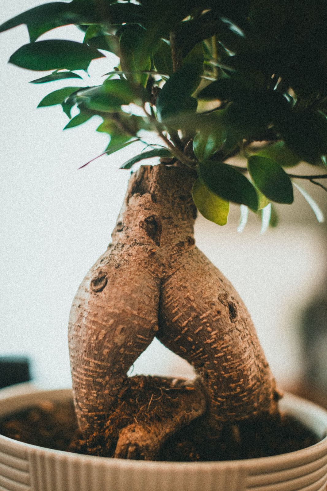 病虫害识别数据集