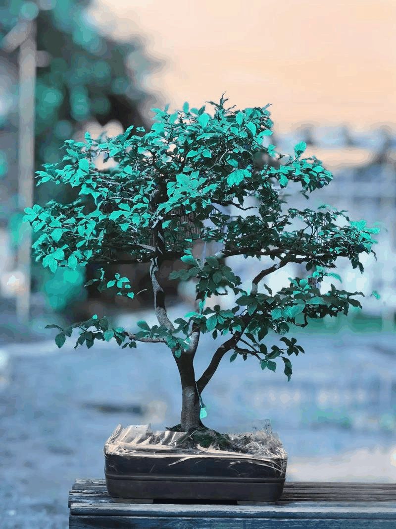 盆景3D数据