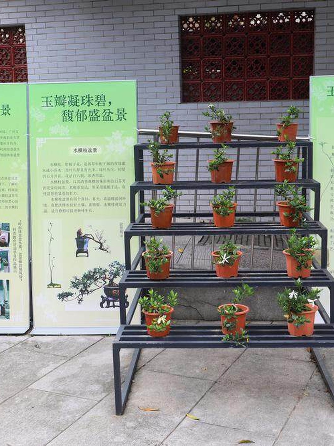 雀梅盆景园